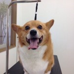 コーギー　小梅ちゃん２６８